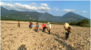 Nông dân thị trấn Vân Canh trồng Mỳ năm 2022