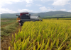 Nông dân trong huyện thu hoạch lúa bằng máy, nhanh chóng và giảm chi phí