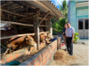 Đồng chí Phan Văn Cường, Phó chủ tịch UBND huyện kiểm tra chăn nuôi gia súc tại Canh Hiển