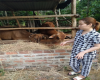 Hộ Anh Nguyễn Thái Tịnh   hội viên nông dân thôn Tân Quang, xã Canh Hiển, huyện Vân Canh và mô hình chăn nuôi bò có hiệu quả nhờ nguồn vốn tín dụng chính sách của NHCSXH