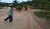 Hộ ông Trần Văn Lực thôn Kinh Tế   xã Canh Vinh (thành viên vay vốn Tổ TK&VV Đào Minh Thành)  phát triển chăn nuôi đàn bò từ nguồn vốn vay ngân hàng chính sách