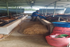 Dự án Chuỗi- Chăn nuôi Bò thịt chất lượng cao hộ Lê Đức Sơn- Hội viên nông dân xã Canh Hiển