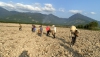 Huyện Vân Canh phấn đấu trồng mới trên 400 ha Sắn