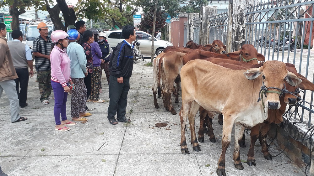  Bò giống cấp cho nhân dân