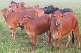 Chi Cục phát triển nông thôn tỉnh Bình Định cấp 28 con bò cái giống cấp cho nhân dân