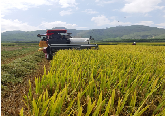 Nông dân trong huyện thu hoạch lúa bằng máy, nhanh chóng và giảm chi phí